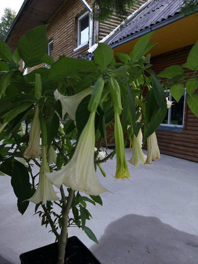 Deguciai  Kryzbarkas旅馆 外观 照片